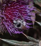 Bombus mesomelas mâle